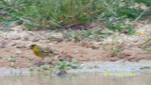 European Greenfinch - ML644846428