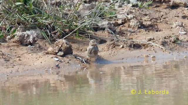 赤胸朱頂雀 - ML644846430