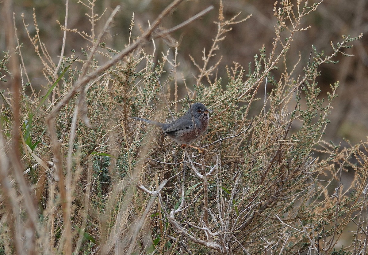 Funda Ötleğeni - ML644846431