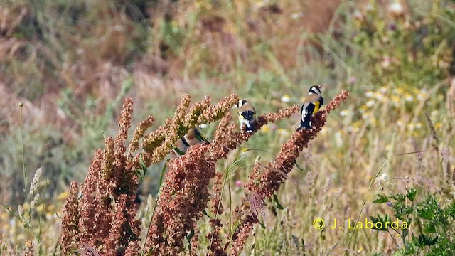 European Goldfinch - ML644846432