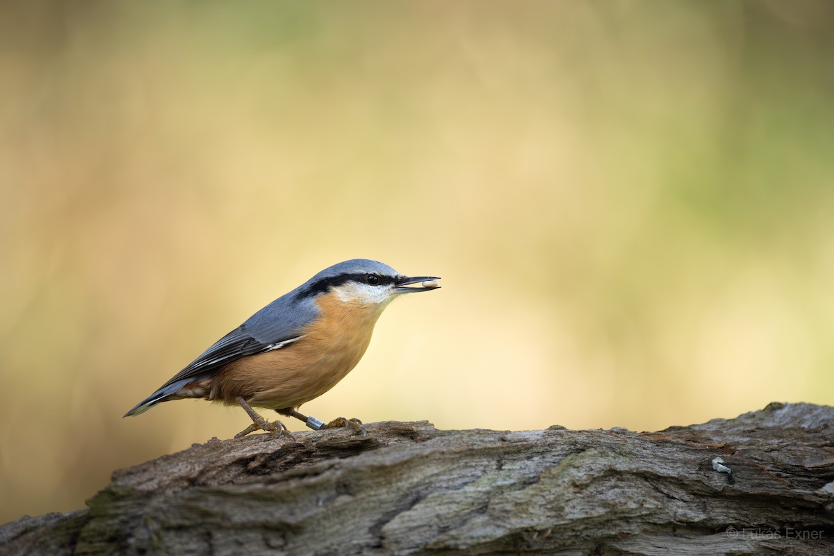 Garrapo eurasiarra - ML644846434