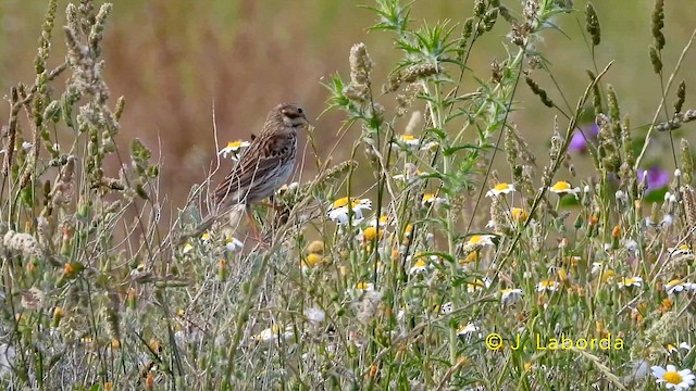 Corn Bunting - ML644846435