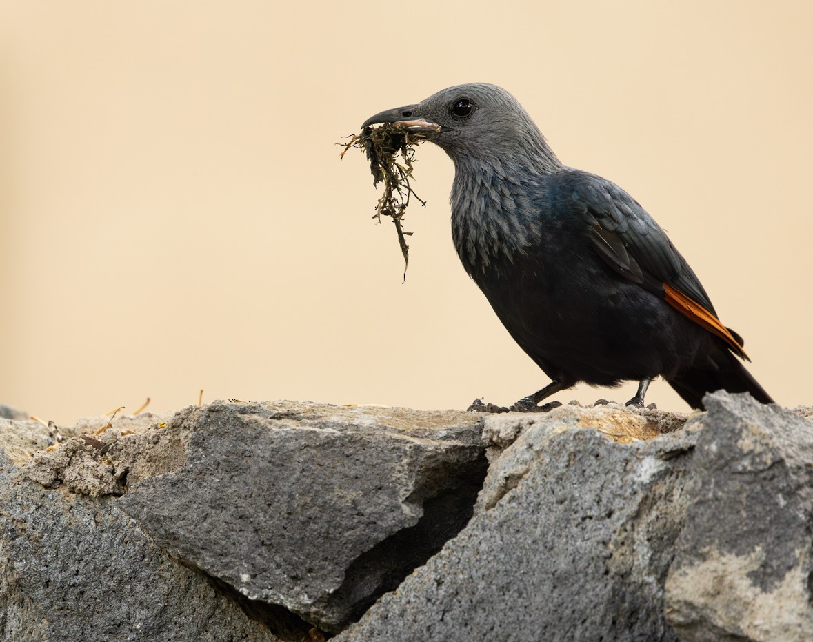 Red-winged Starling - ML644846437