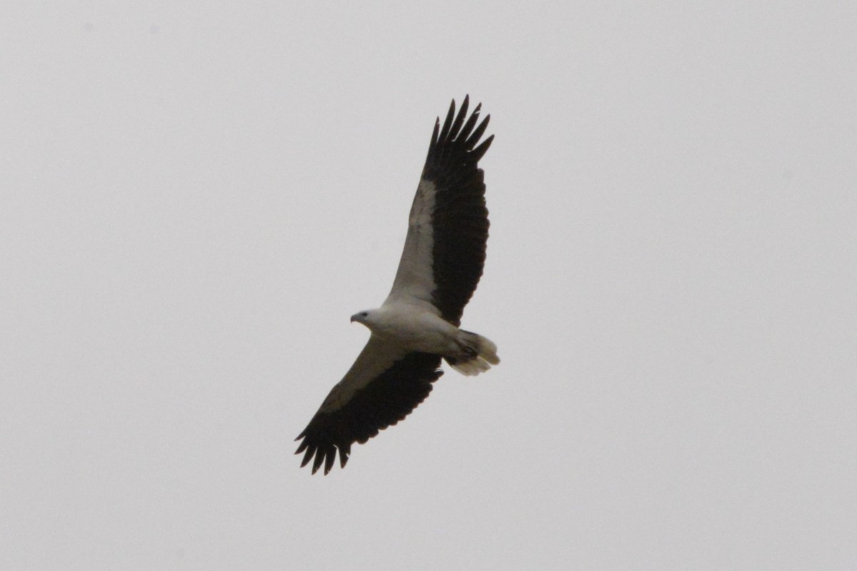 白腹海鵰 - ML644846440