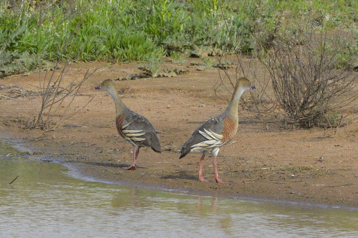 Plumed Whistling-Duck - ML644846448