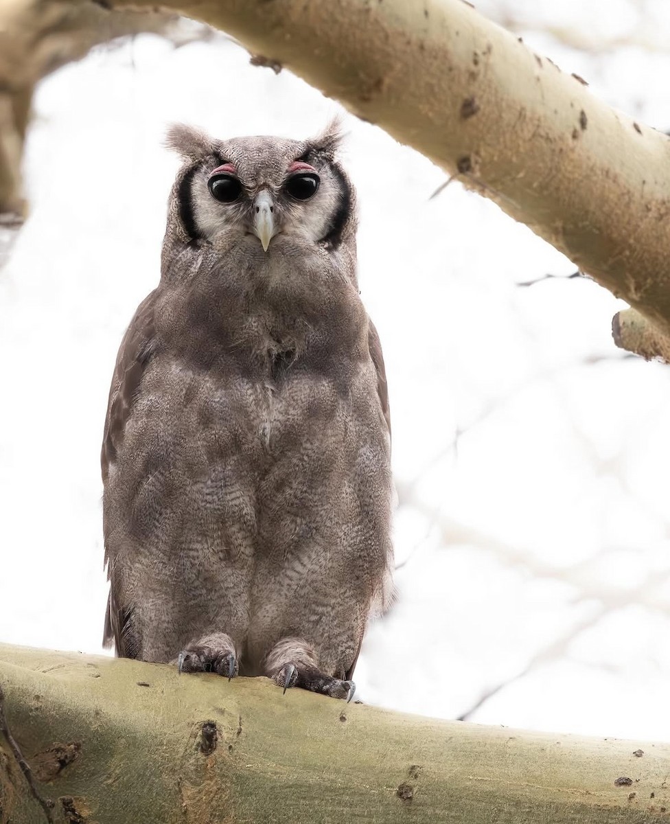 Verreaux's Eagle-Owl - ML644846449
