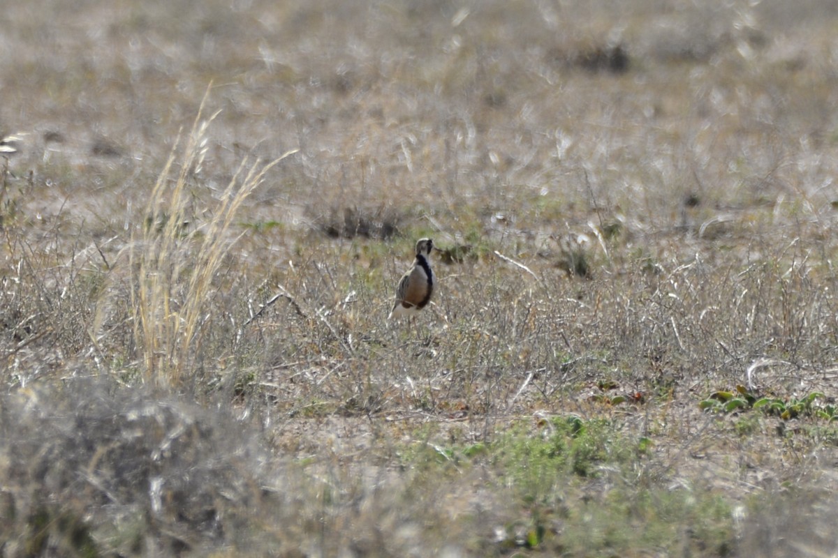 Inland Dotterel - ML644846451