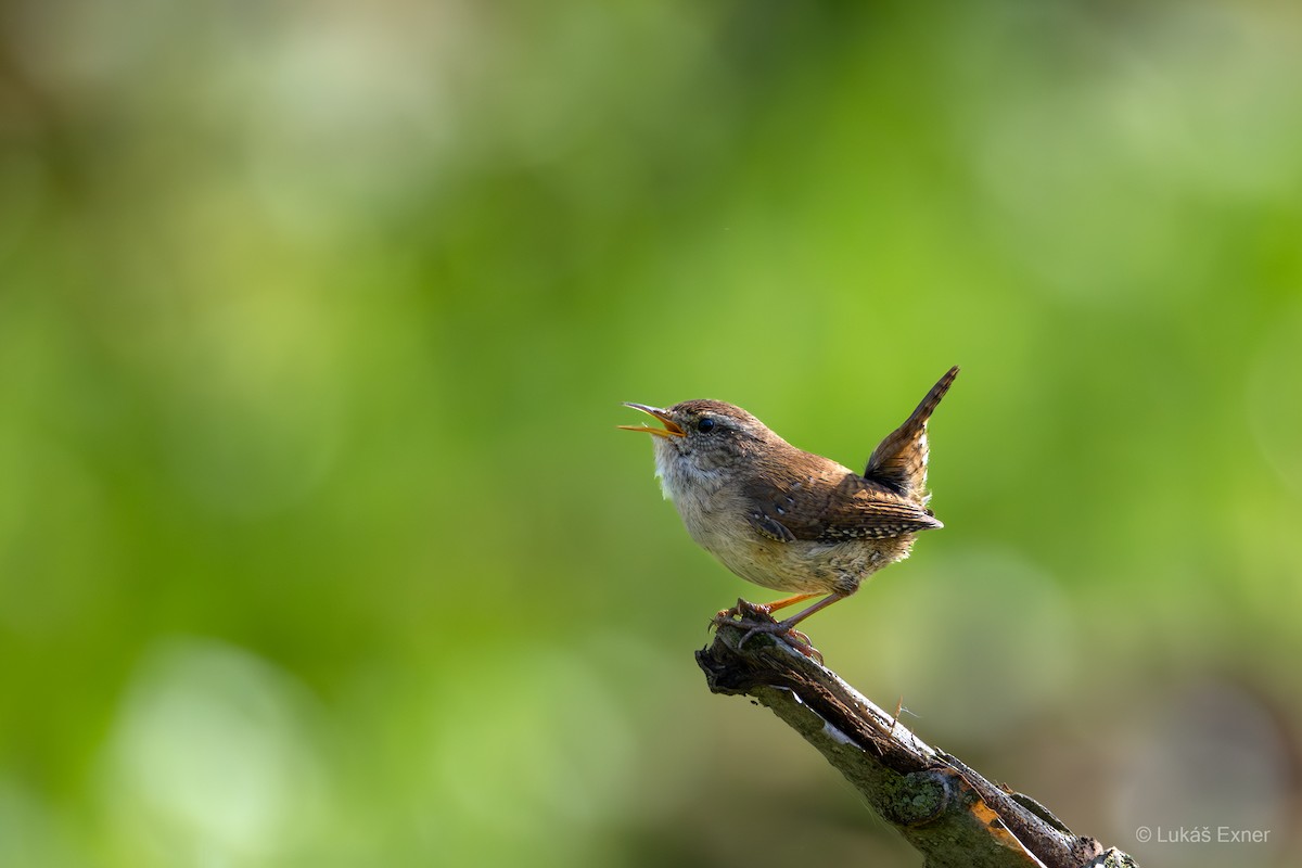 鷦鷯 - ML644846455