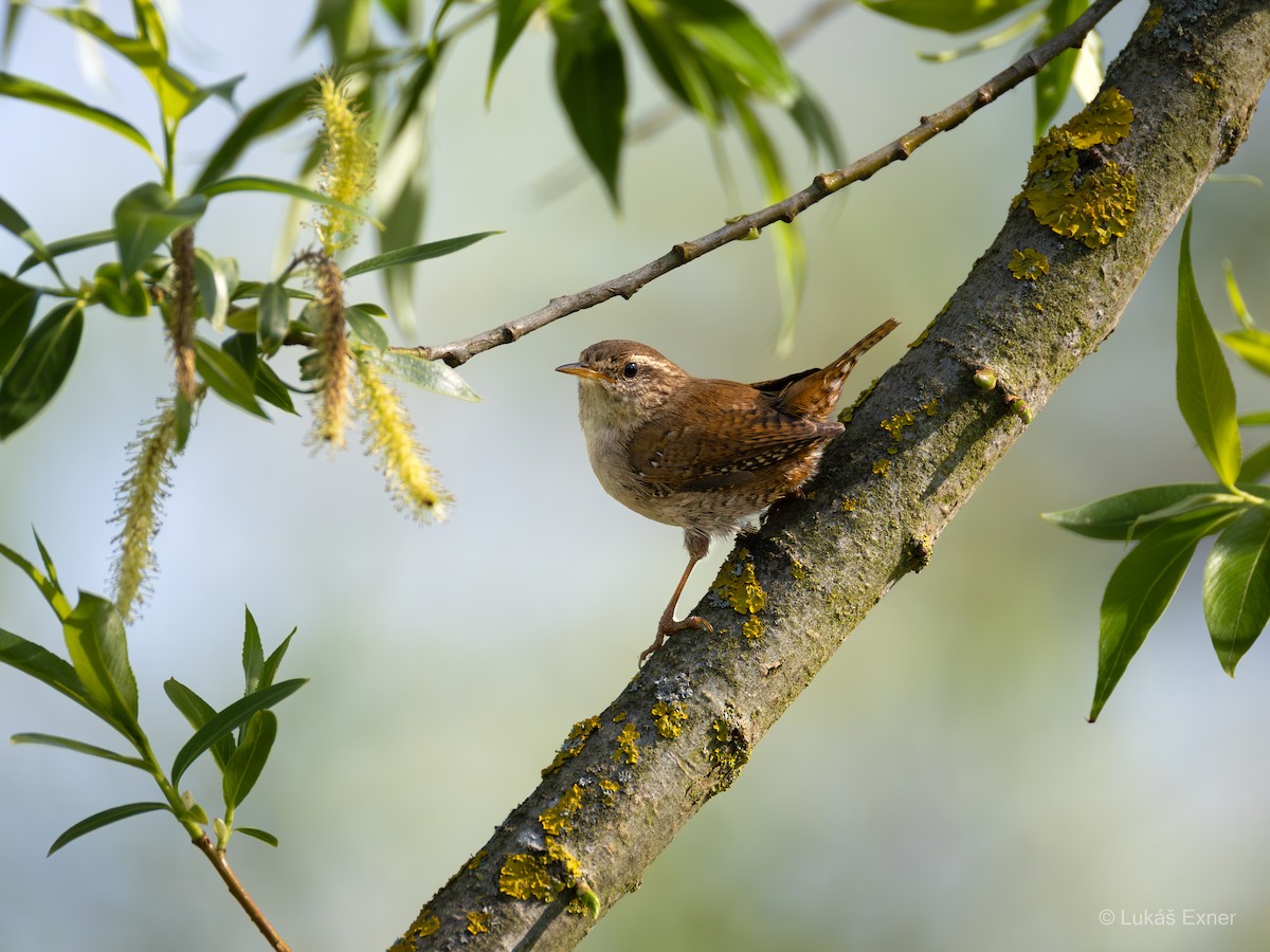 鷦鷯 - ML644846456