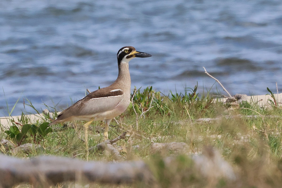 Beach Thick-knee - ML644846457
