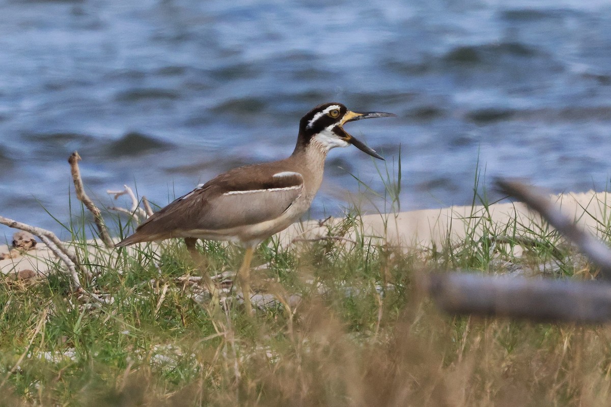Beach Thick-knee - ML644846458