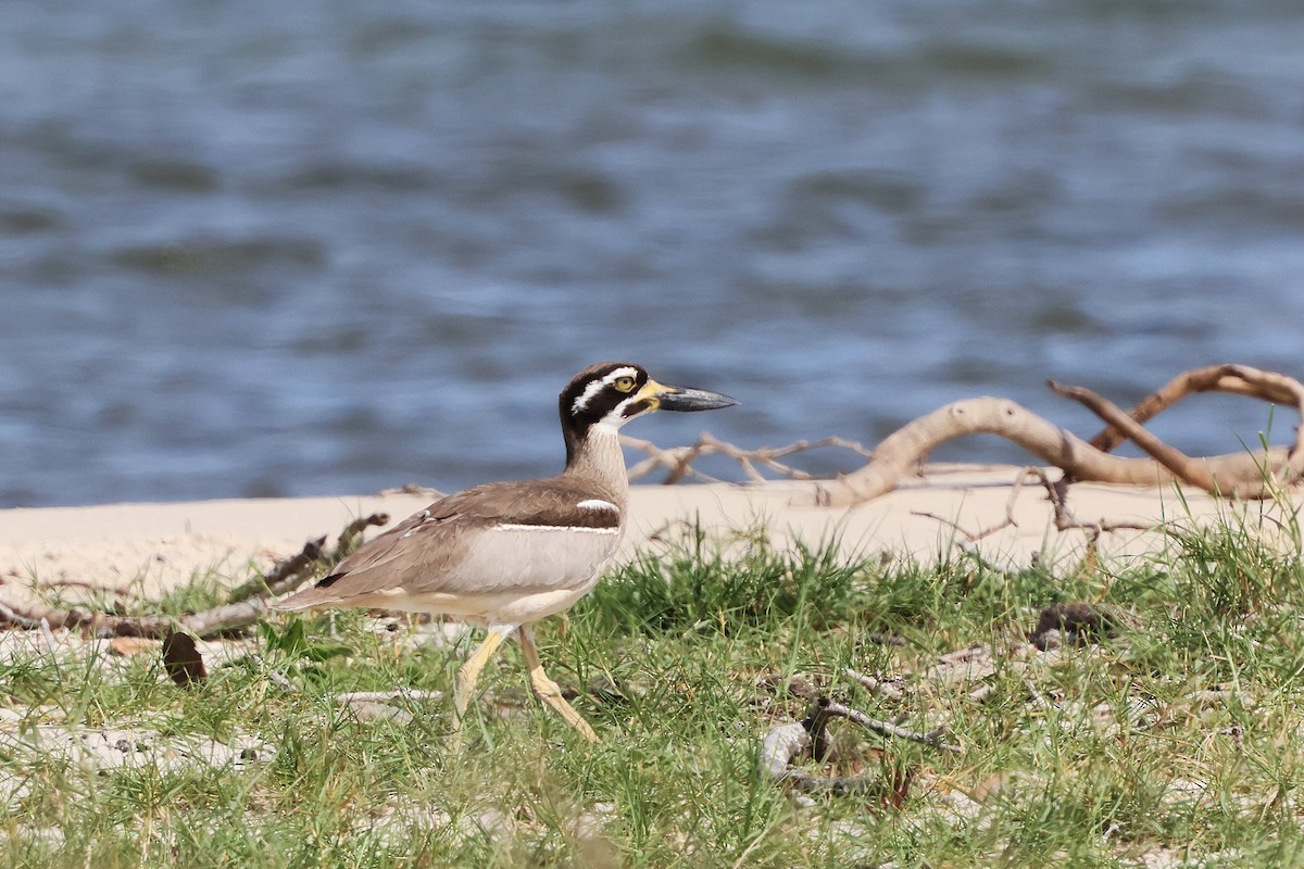 Beach Thick-knee - ML644846459