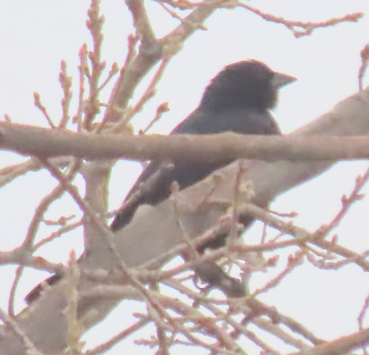 Shiny Cowbird - ML644846460