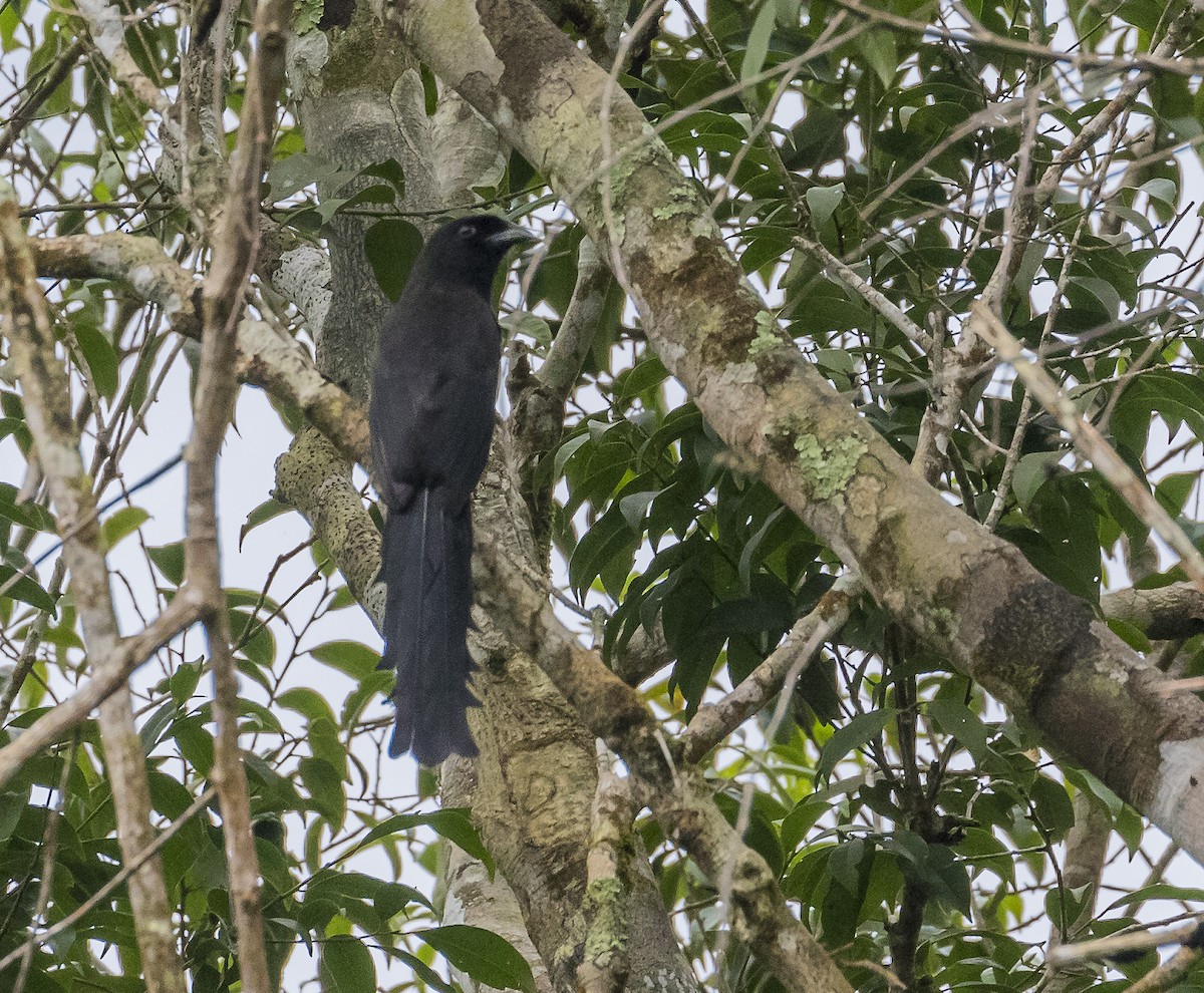 Ratchet-tailed Treepie - ML644846461