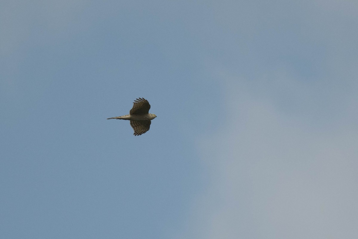 北雀鷹 - ML644846462