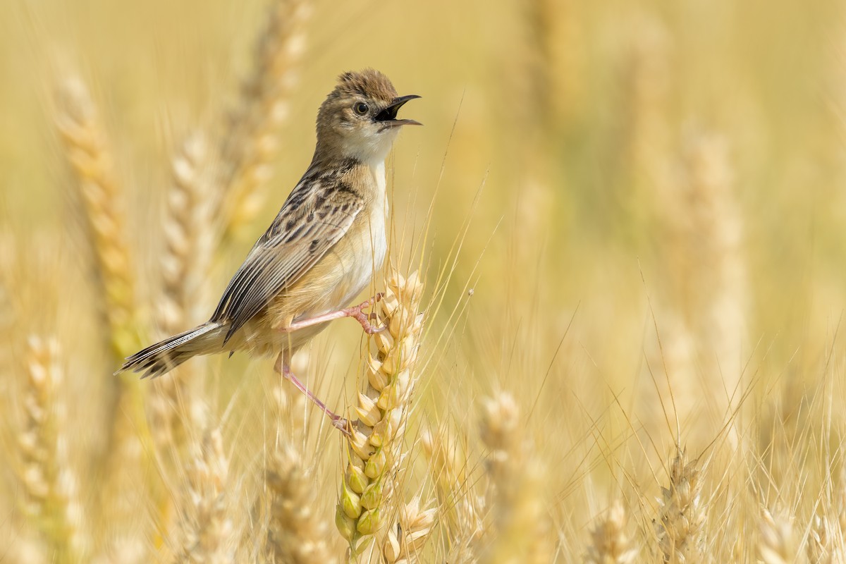 棕扇尾鶯 - ML644846463