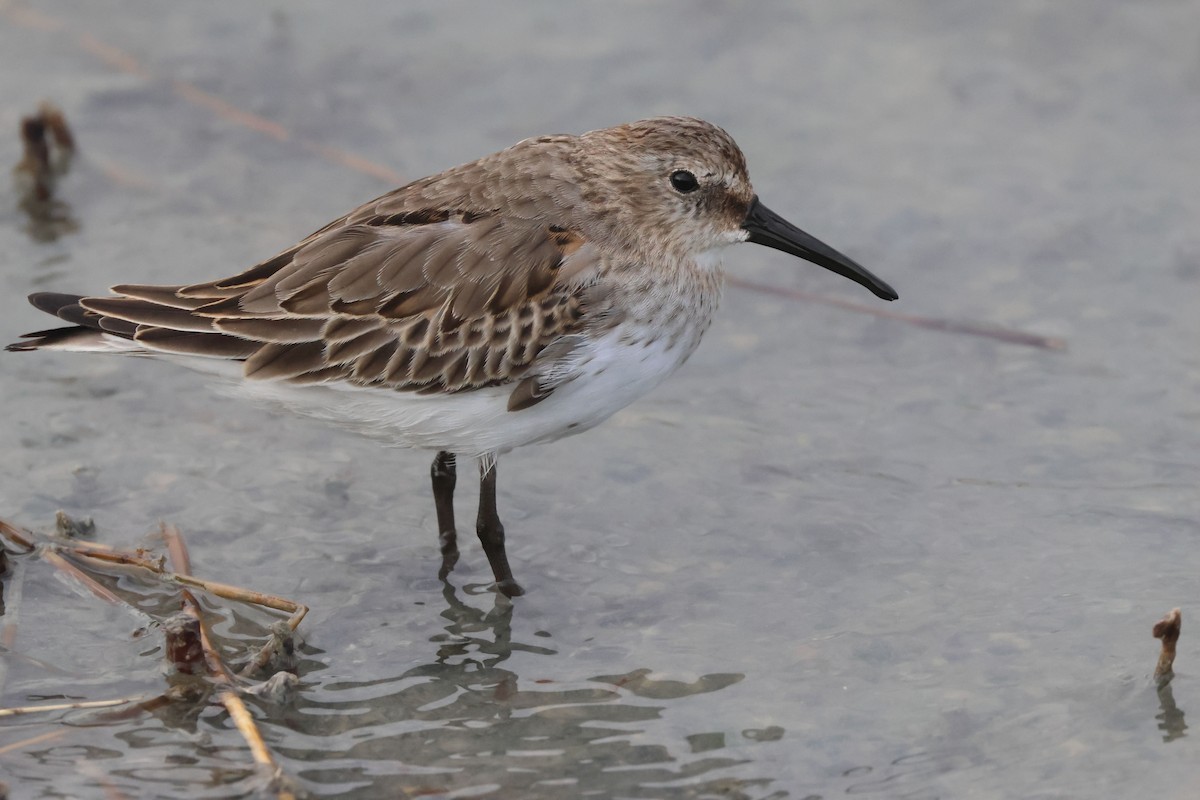 黑腹濱鷸 - ML644846464