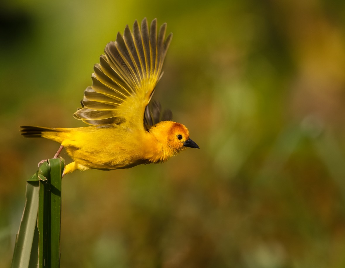 Taveta Golden-Weaver - ML644846465