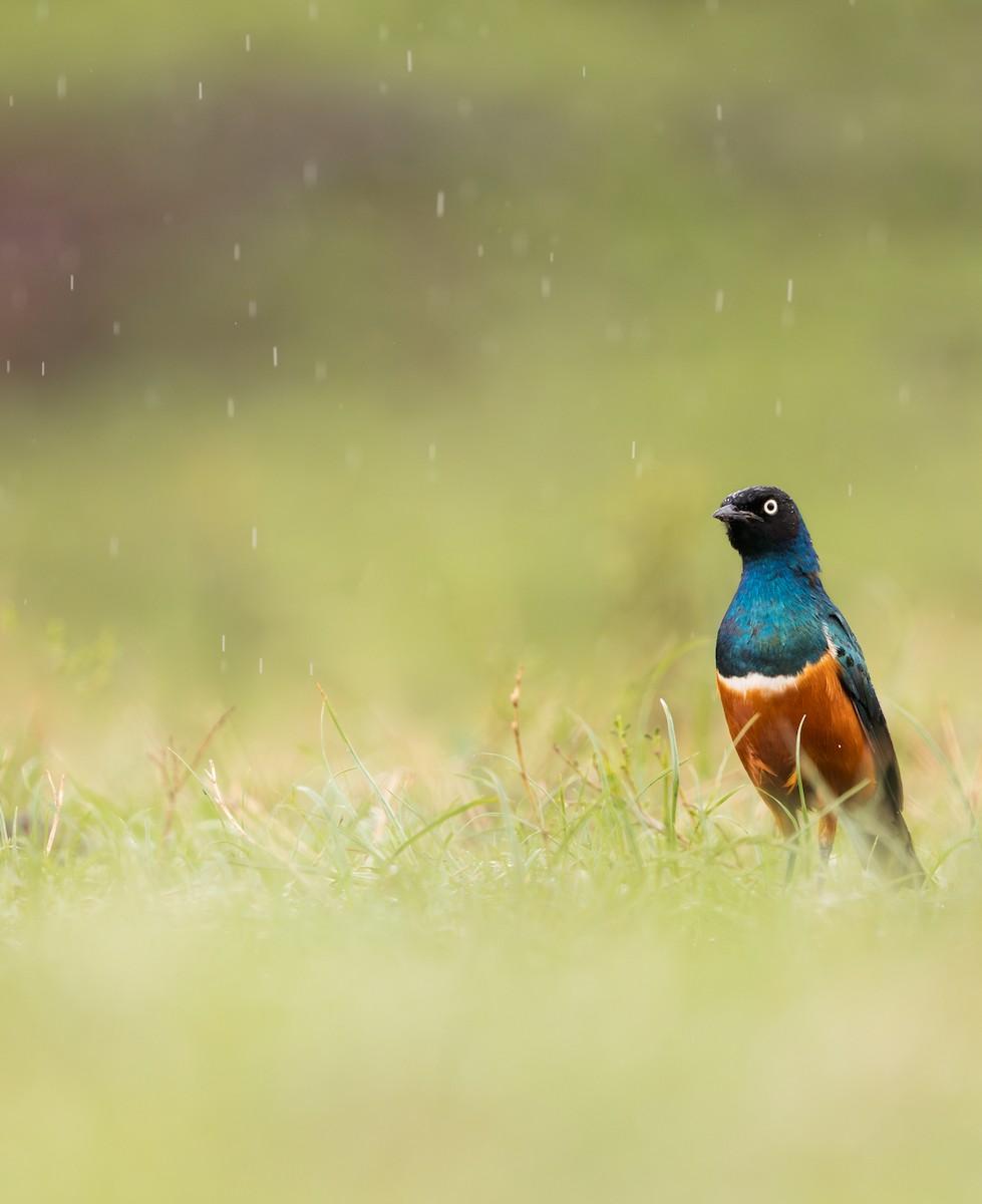 栗頭麗椋鳥 - ML644846467