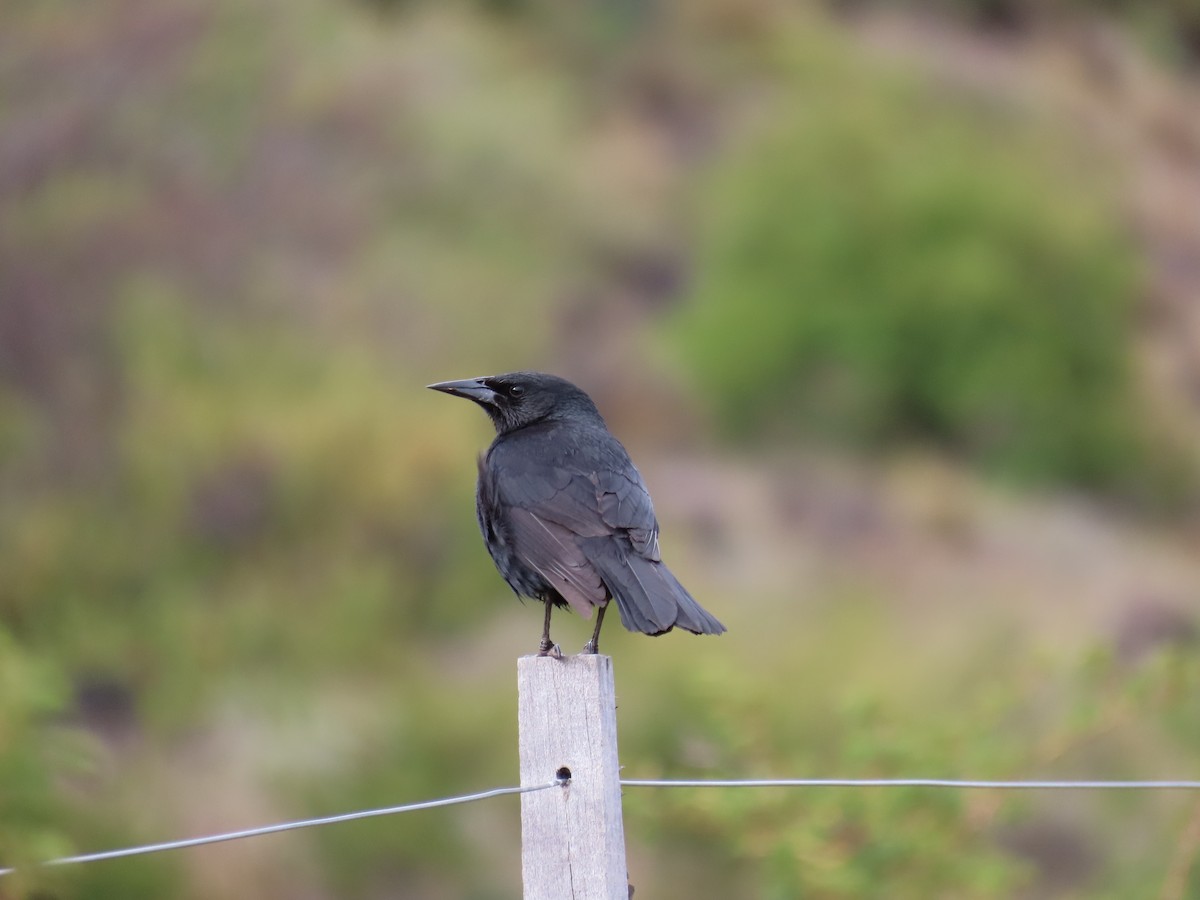 Austral Blackbird - ML644846468