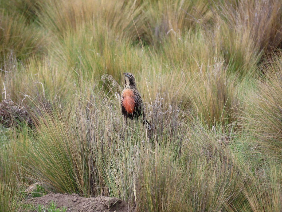 Long-tailed Meadowlark - ML644846470