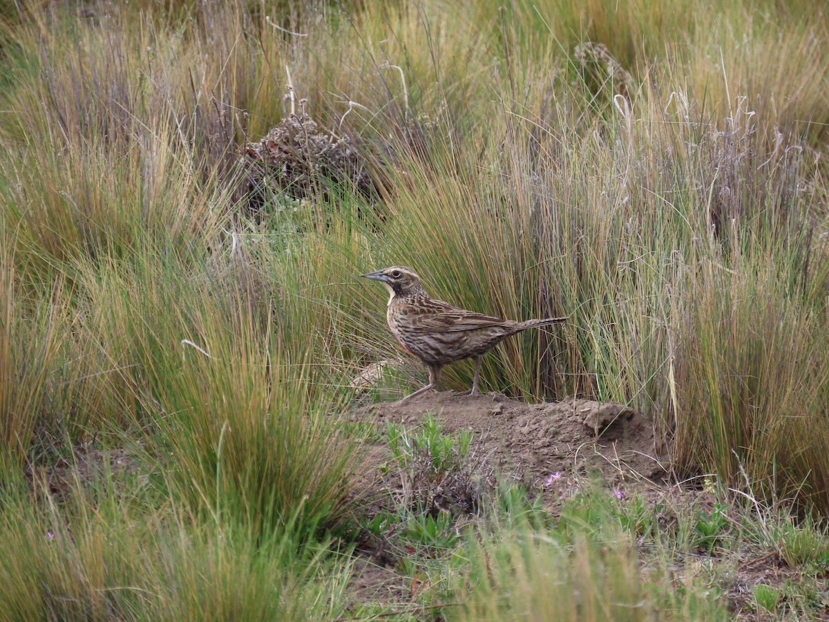Long-tailed Meadowlark - ML644846471