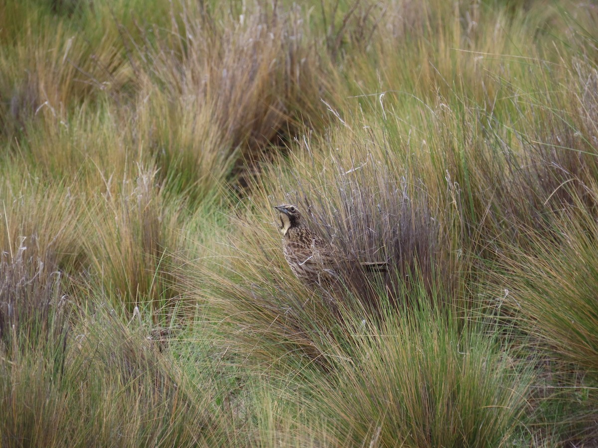 Long-tailed Meadowlark - ML644846472