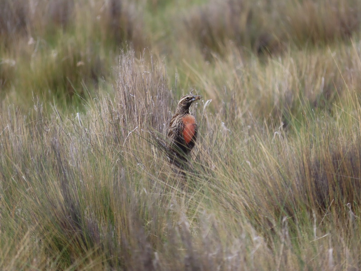 Long-tailed Meadowlark - ML644846473