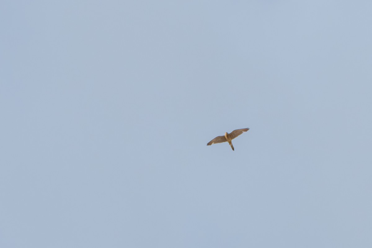 Rötelfalke - ML644846479