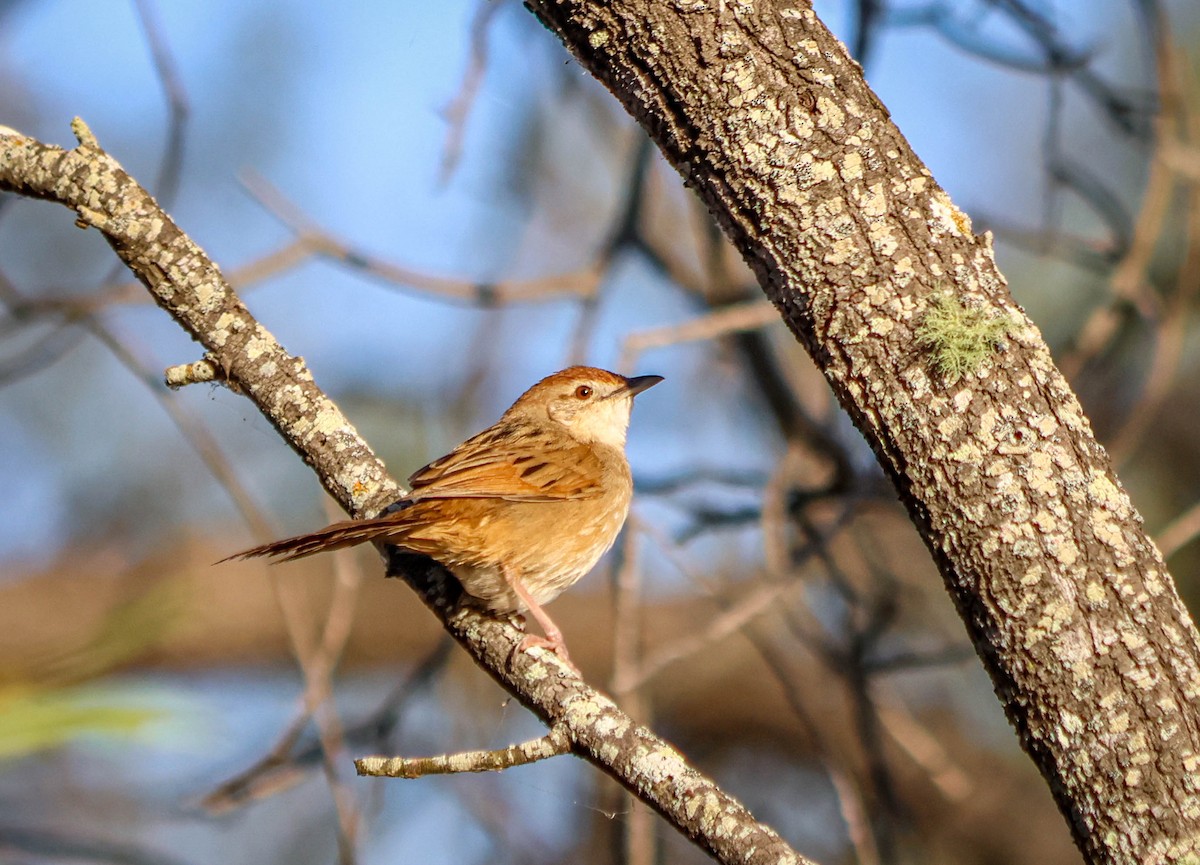 nymfesanger - ML644846486