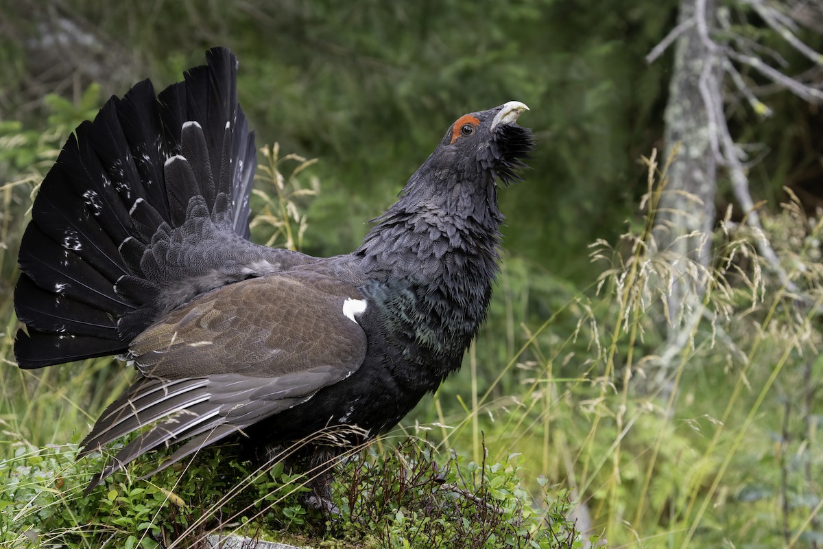 tetřev hlušec - ML644846491