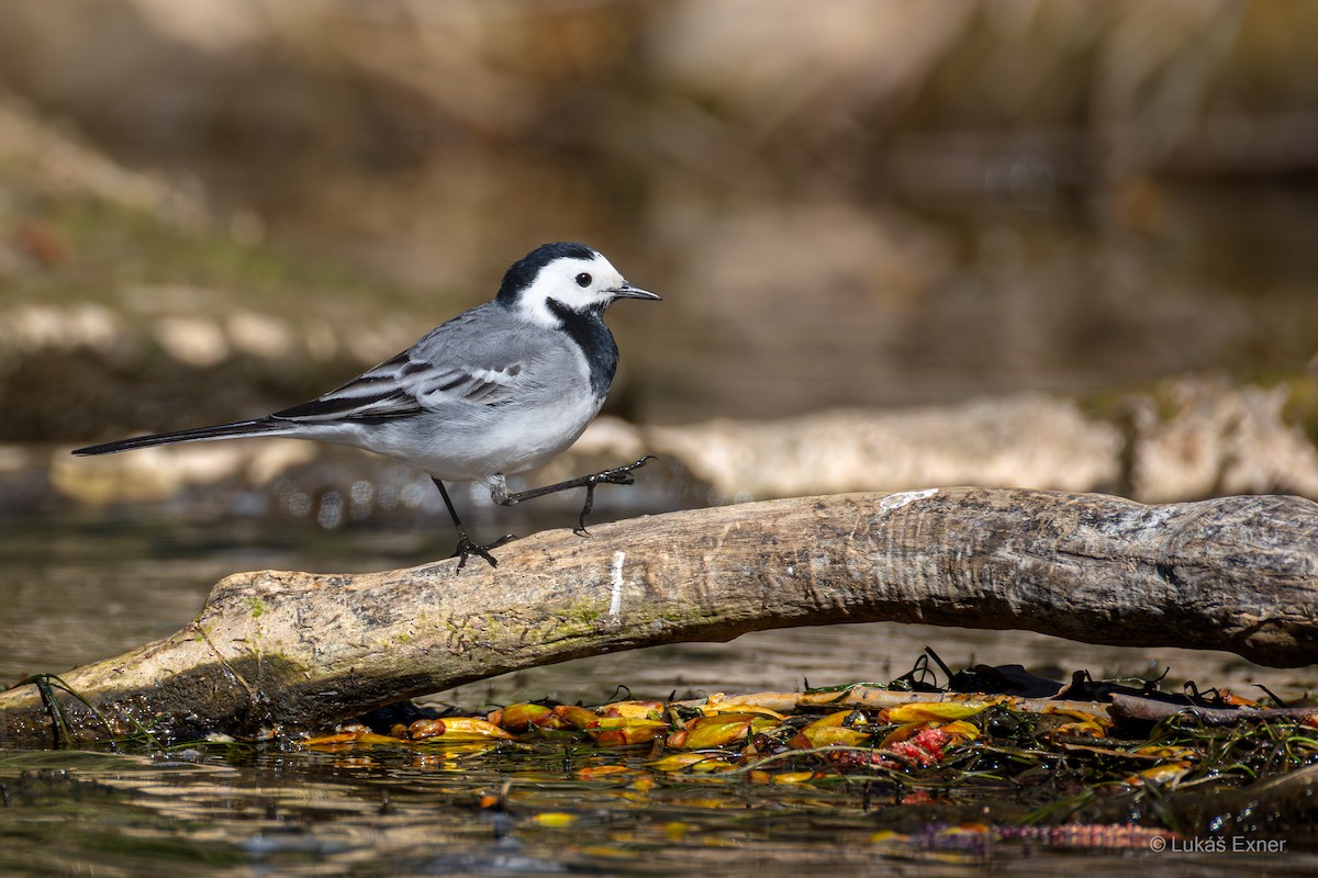 linerle - ML644846495