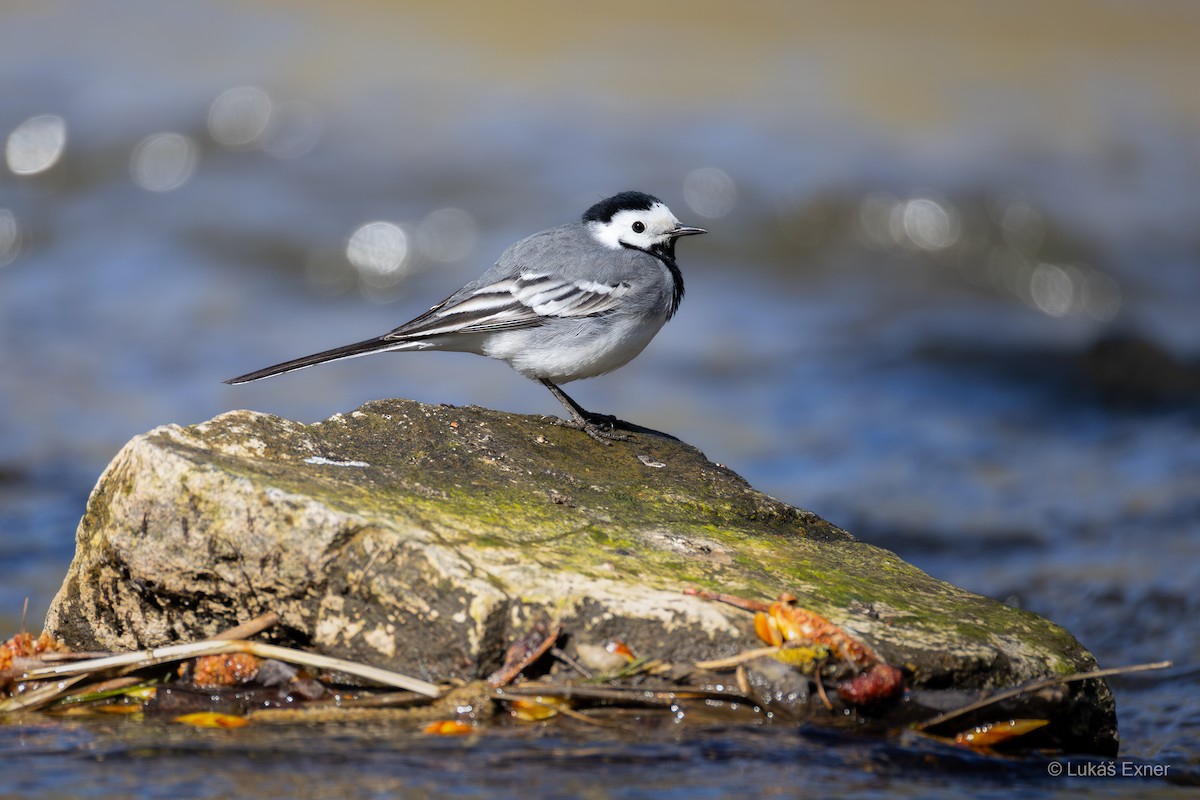 linerle - ML644846496