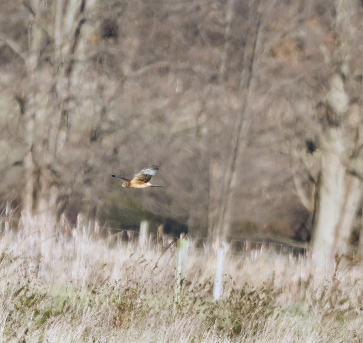 Northern Harrier - ML644846502