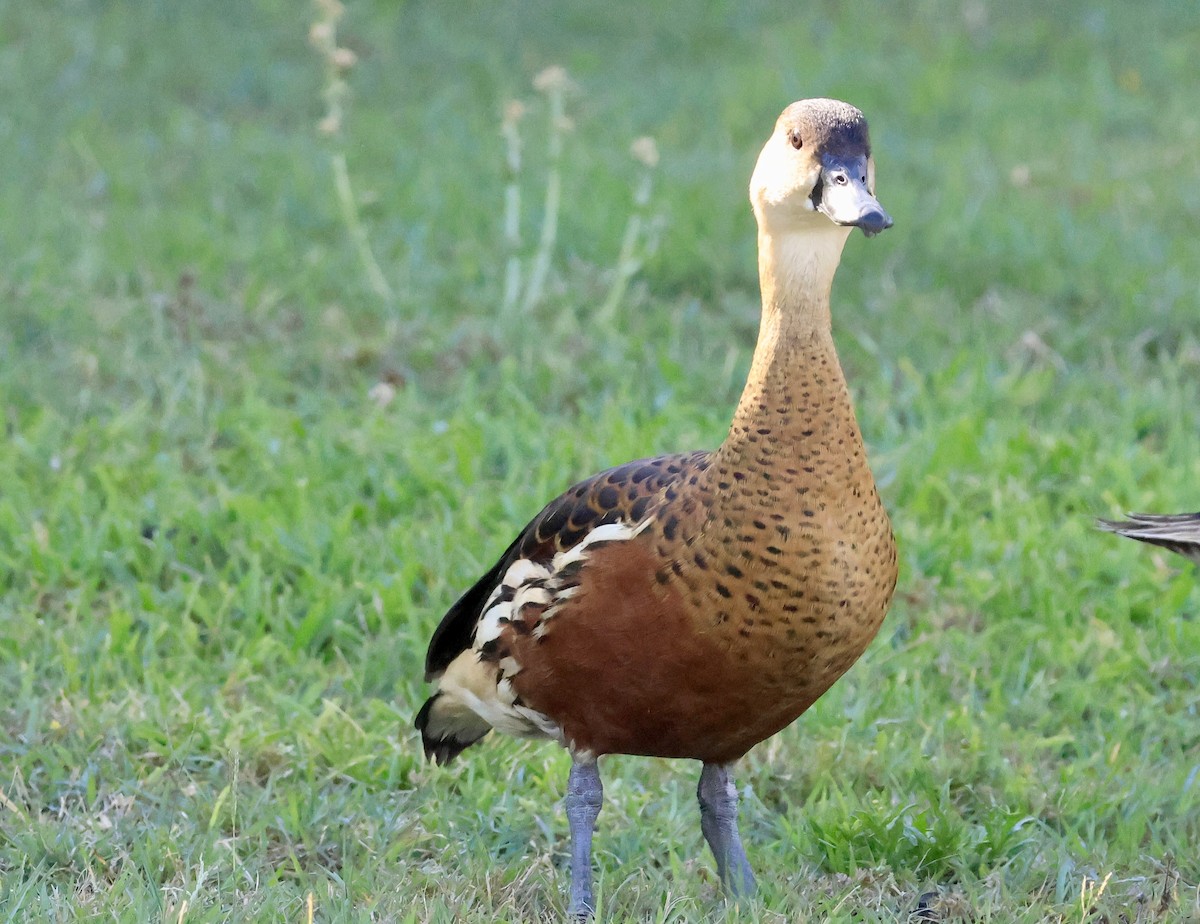 Wandering Whistling-Duck - ML644846509