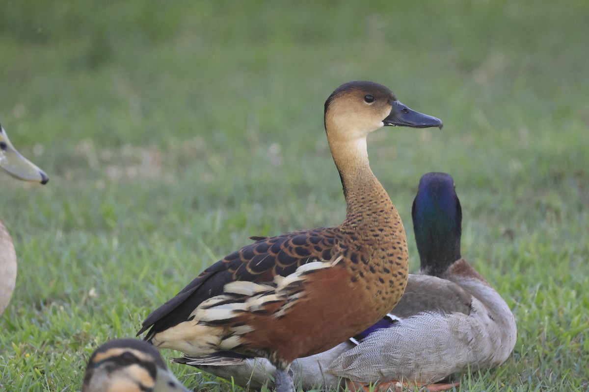 Wandering Whistling-Duck - ML644846510