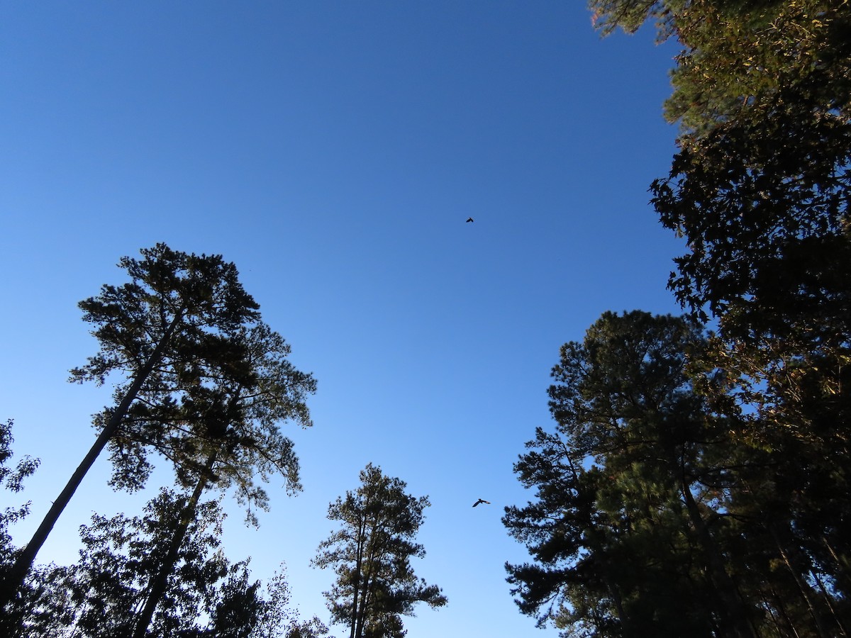 Common Raven - ML644846513