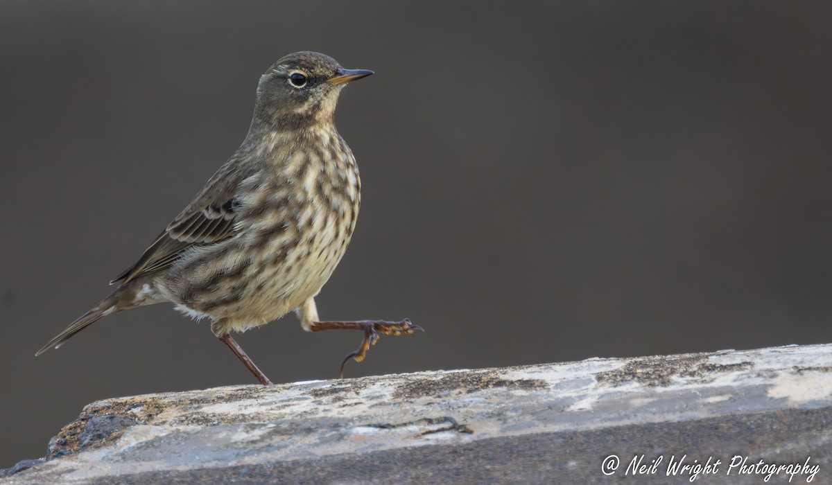 Rock Pipit - ML644846520
