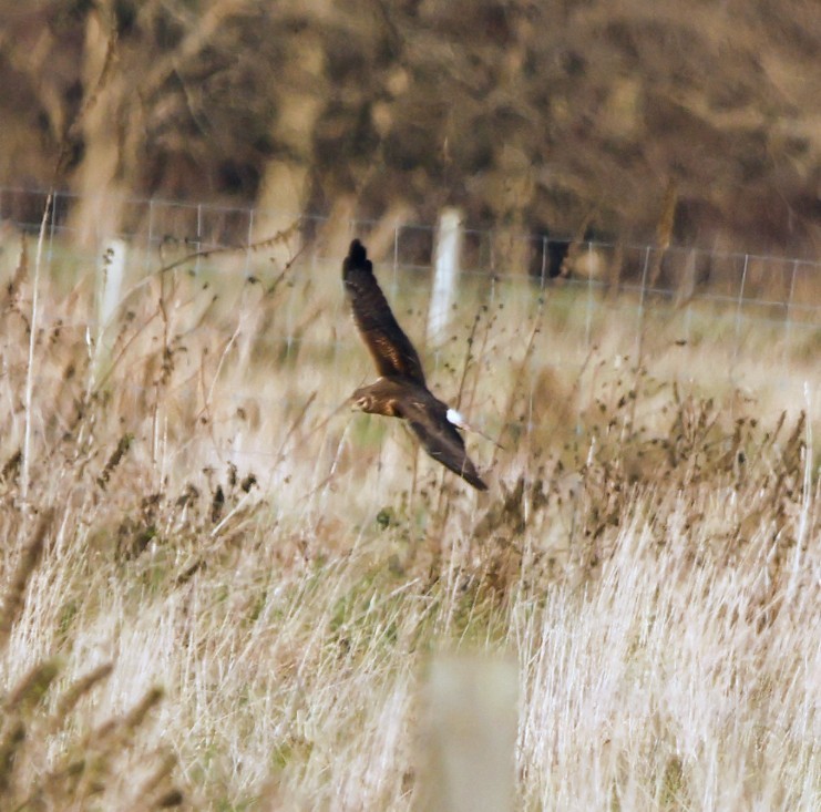 Northern Harrier - ML644846522