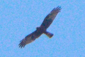 マダラチュウヒ - ML644846524