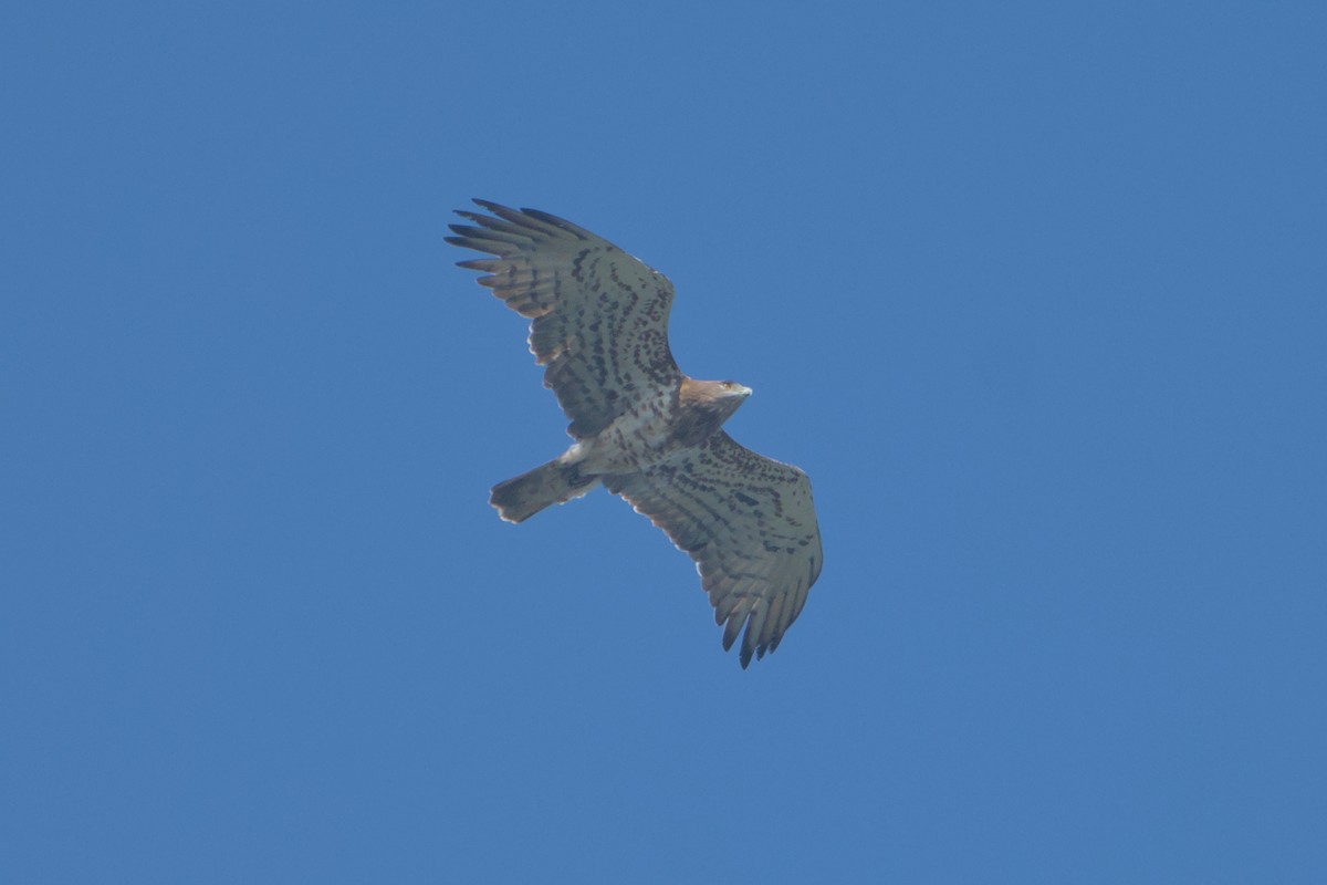 orlík krátkoprstý - ML644846531