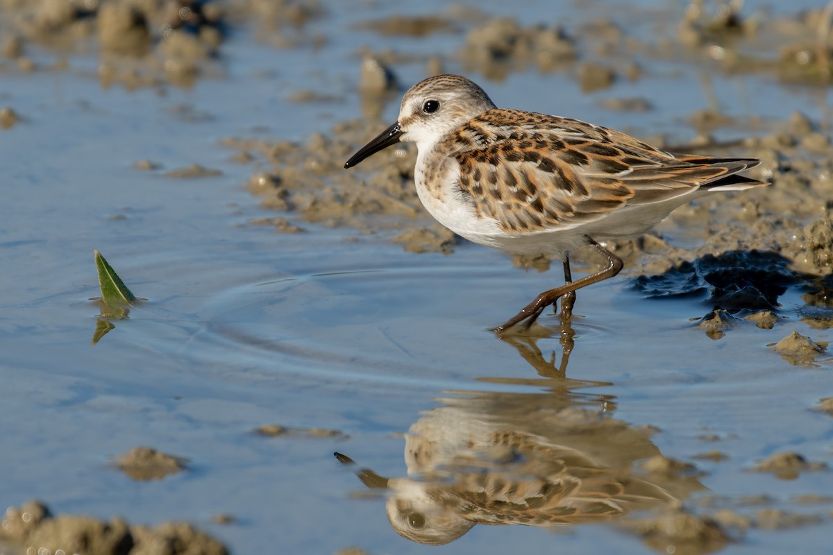 ヨーロッパトウネン - ML644846535