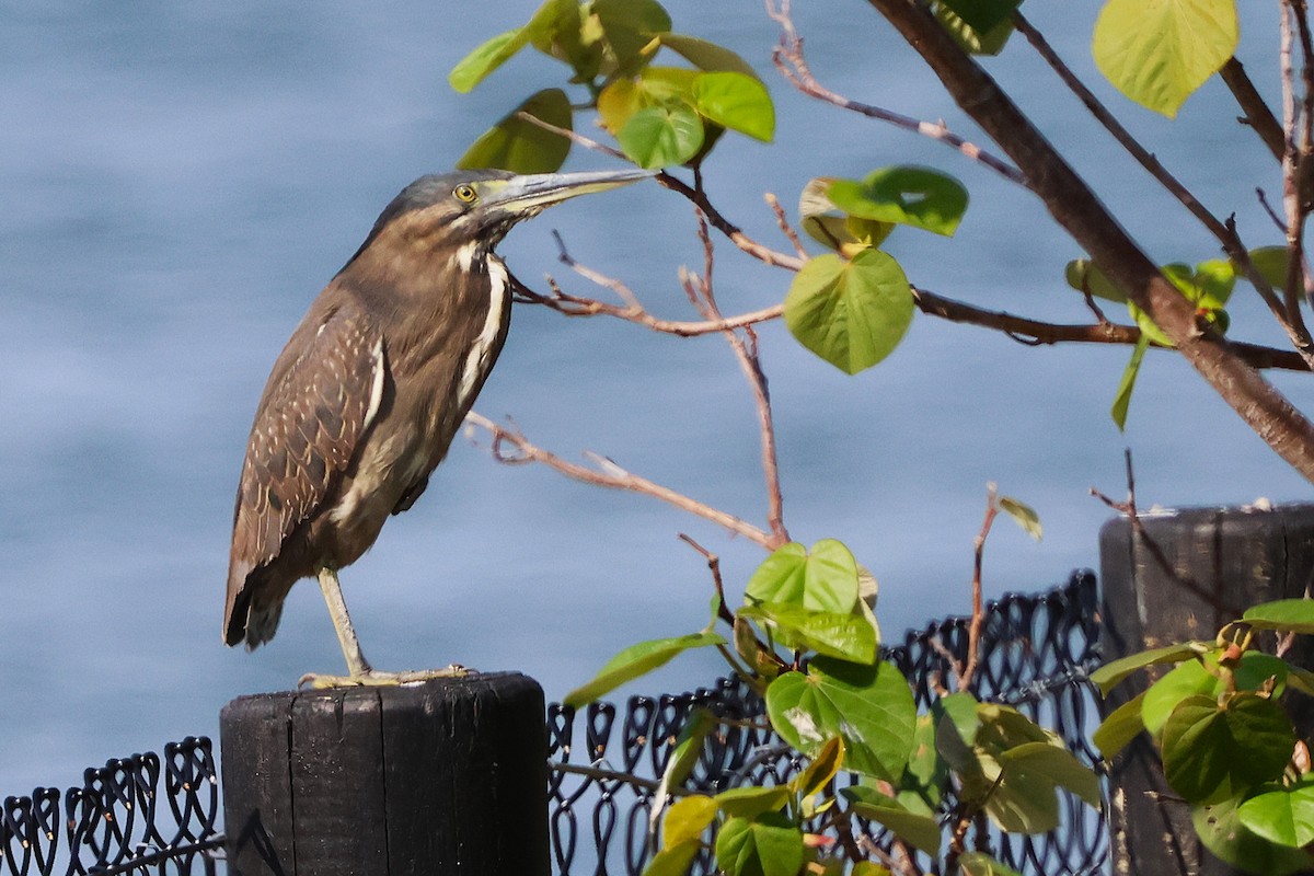 Little Heron - ML644846540