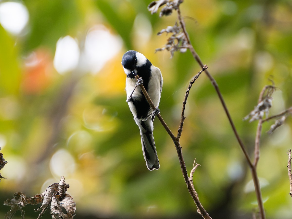Asian Tit - ML644846542