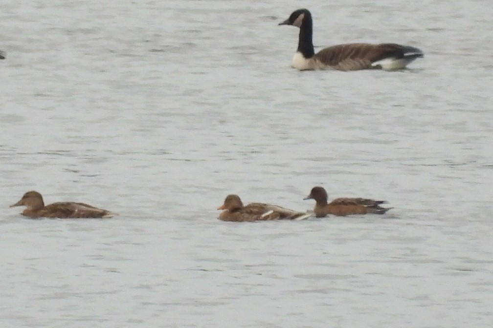 Eurasian Wigeon - ML644846547