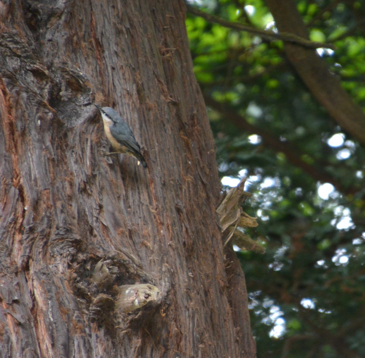 Garrapo eurasiarra - ML644846549