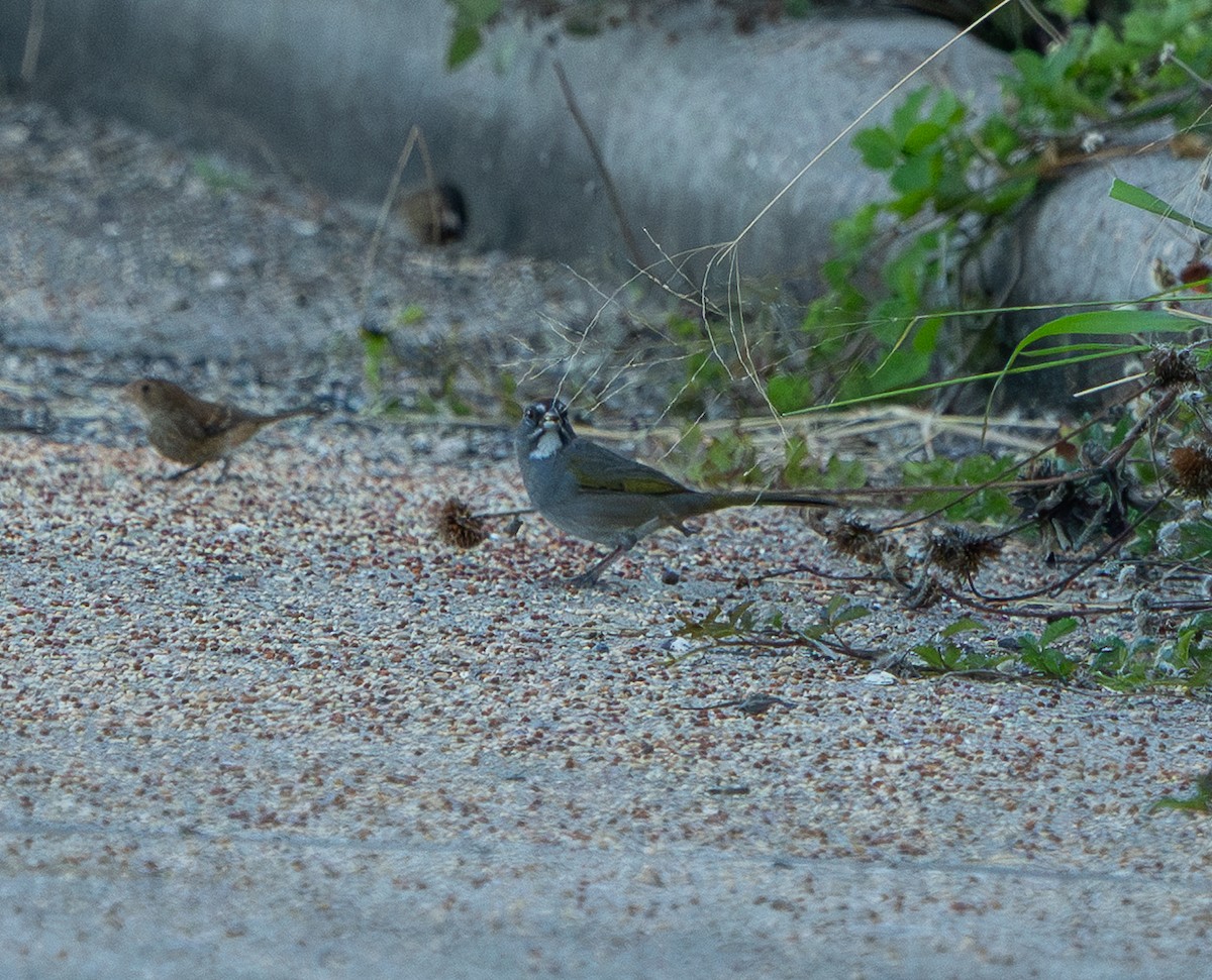 Green-tailed Towhee - ML644846555