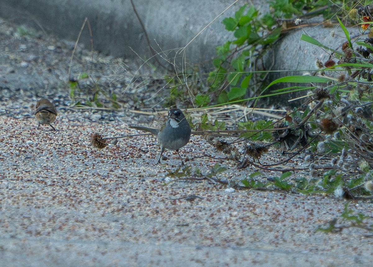 Green-tailed Towhee - ML644846556