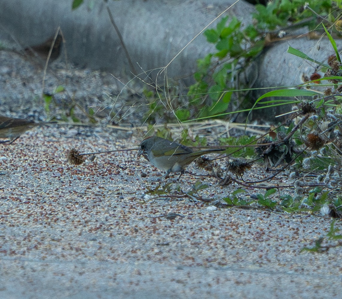 Green-tailed Towhee - ML644846557