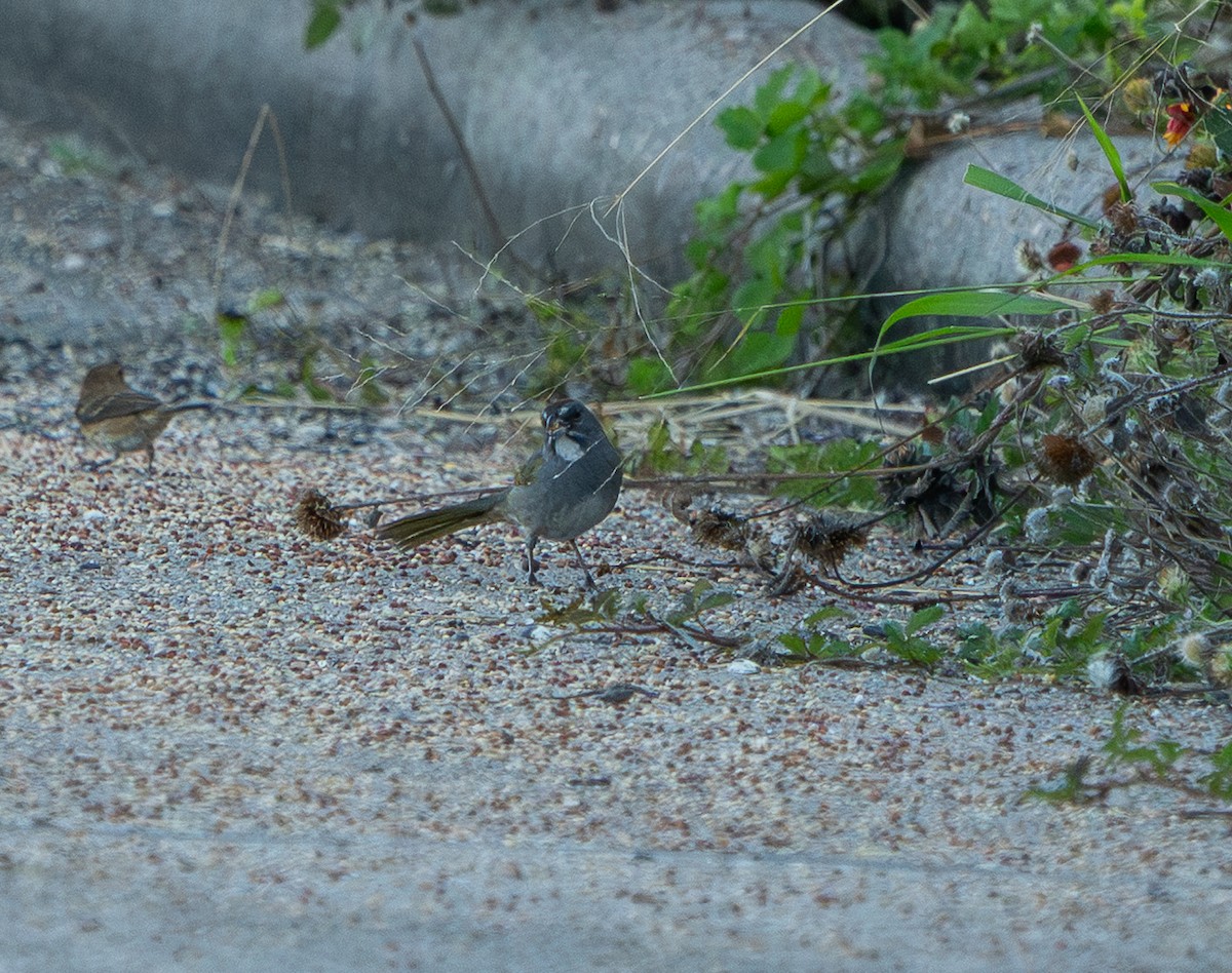 Green-tailed Towhee - ML644846558
